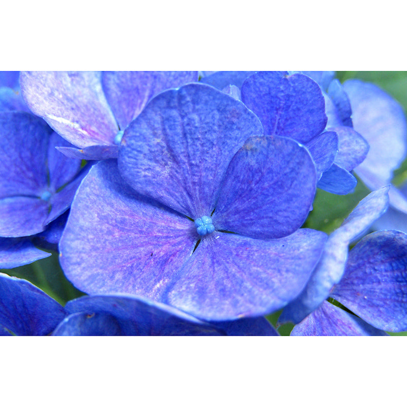 Blooming Hydrangea Wall Murals for Home Decoration Stain Resistant, Personalised Size