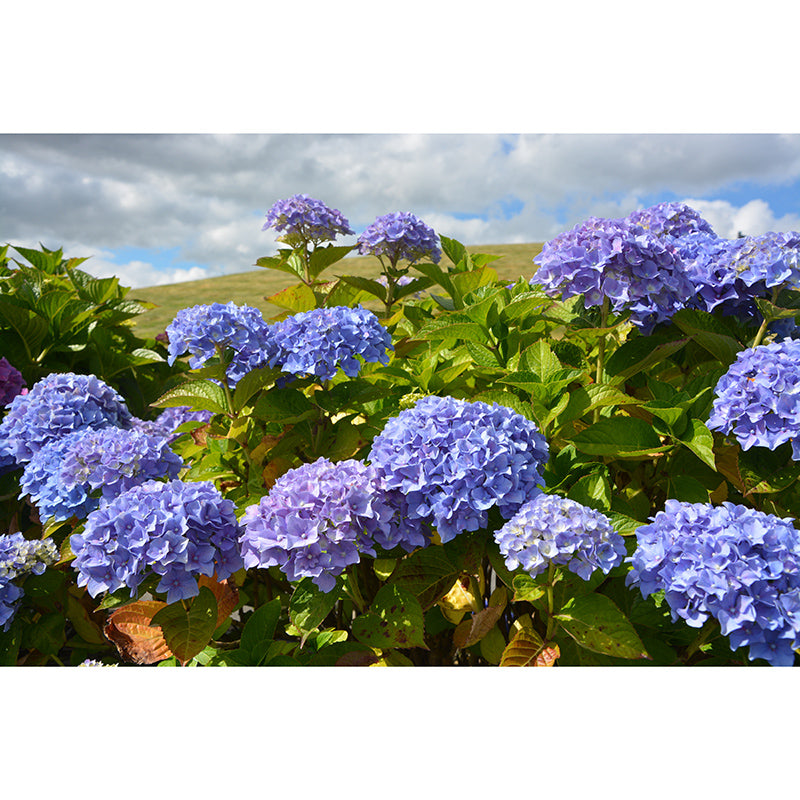 Modern Blooming Hydrangea Moisture Resistant Wall Covering for Living Room, Personalized Size