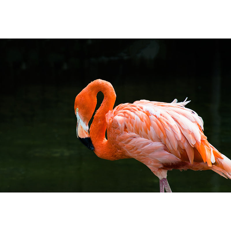 Orange Flamingo Murals for Dining Room Bedroom Decoration, Moisture Resistant