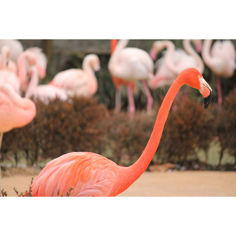 Tropical Flamingo Moisture Resistant Mural Decal Modern Wall Decor for Sleeping Room