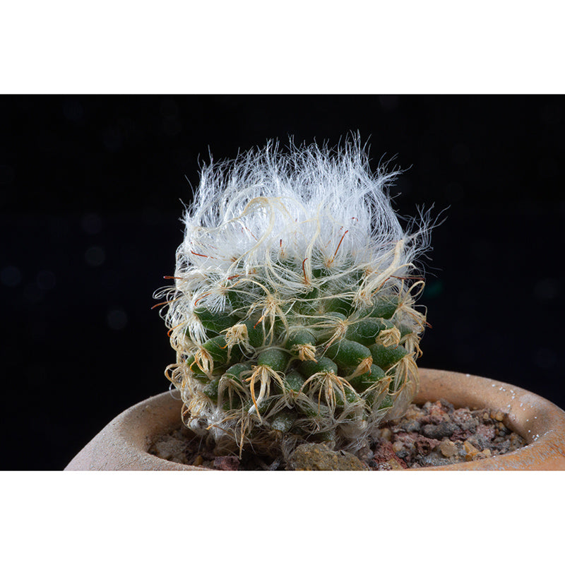 Succulent Houseplant Contemporary Mural for Office Room, Green, Custom Size Available