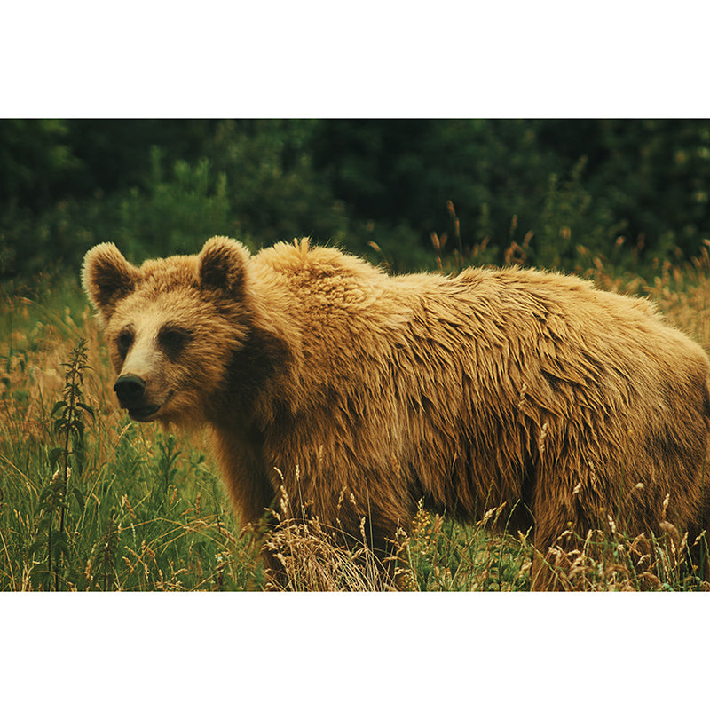 Bear Mural Full Size Contemporary Living Room Home Decor, Custom Size Available