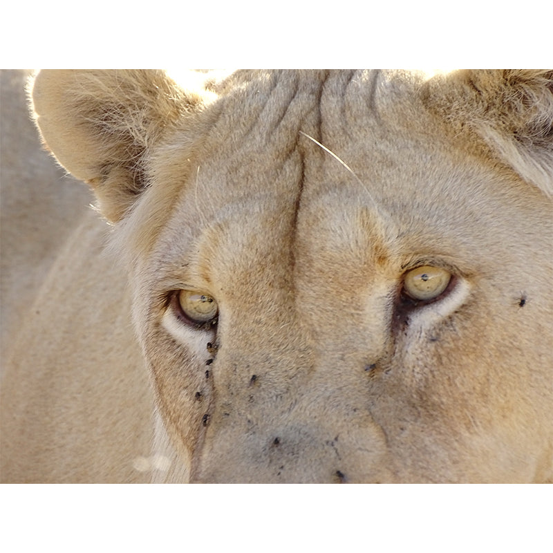 Lioness Animal Wall Mural Modernism Mildew Resistant Wall Decor for Living Room