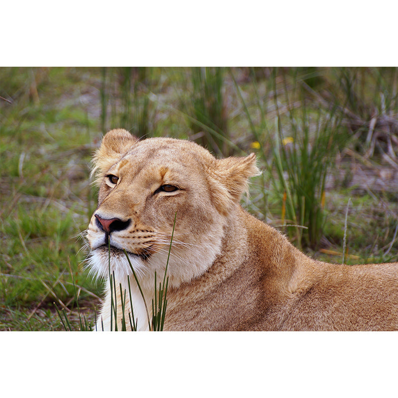 Lioness Mural Environment Friendly Wallpaper Home Decoration for Living Room