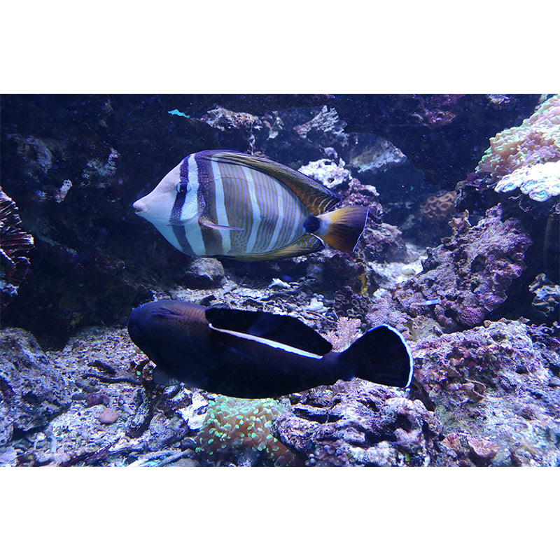 Marine Life Mural Environment Friendly Wallpaper Home Decoration for Living Room