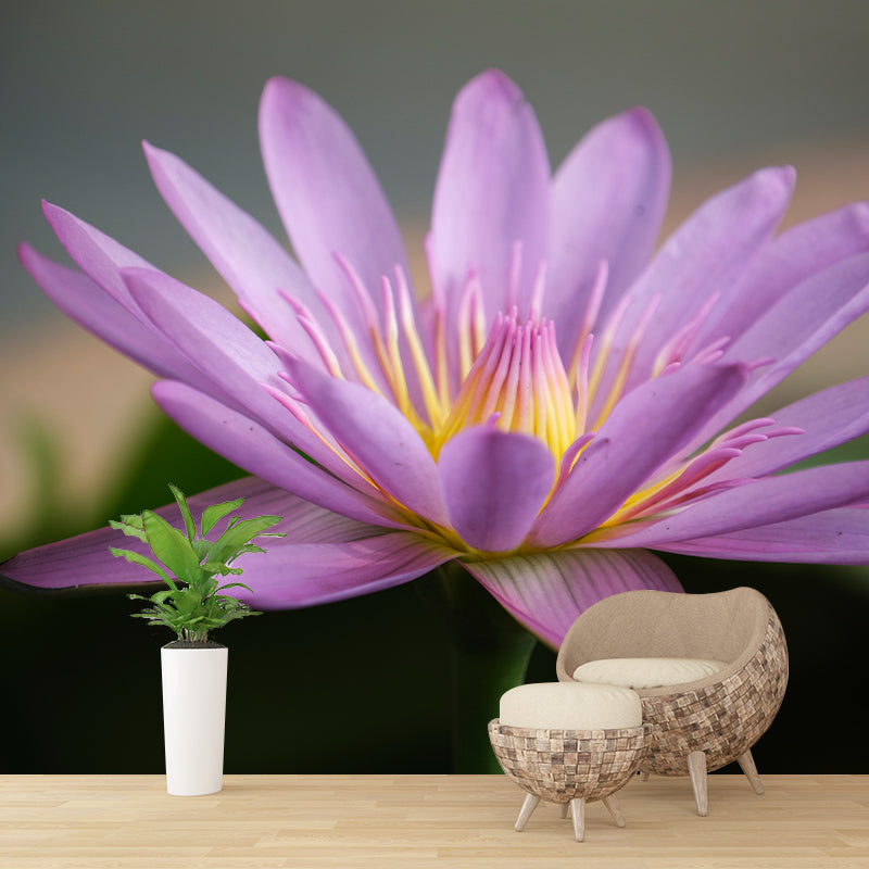 Beautiful Pink Lotus Removable Wall Mural for Sleeping Room, Moisture Resistant