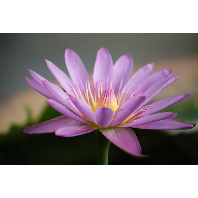 Beautiful Pink Lotus Removable Wall Mural for Sleeping Room, Moisture Resistant