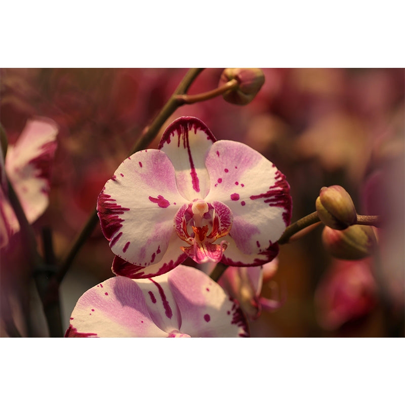 Phalaenopsis Mural Moisture Resistant Wallpaper Wall Decor for House Interior