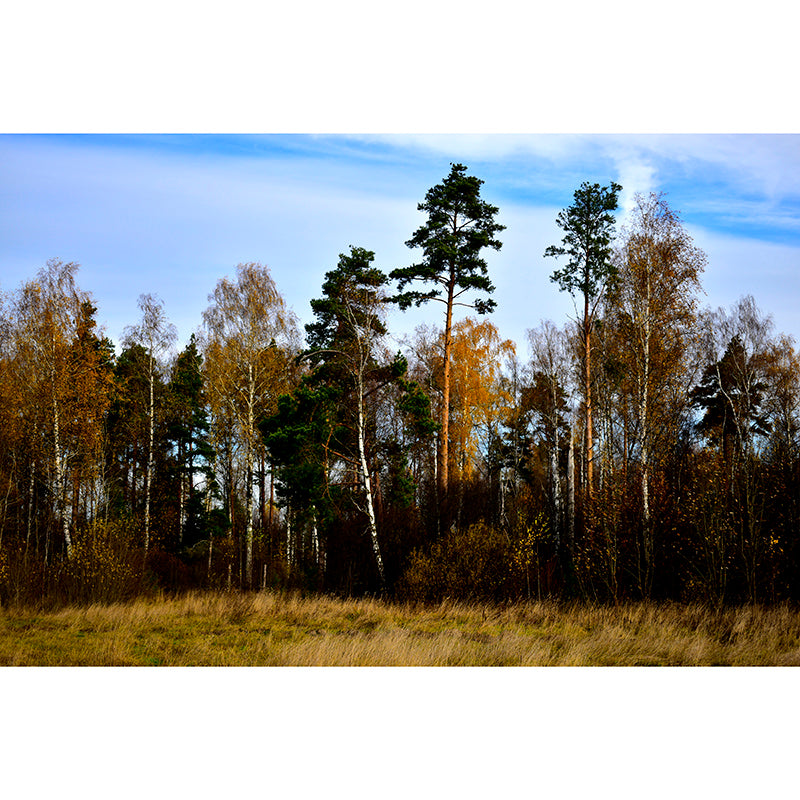 Forest Photo Wall Mural for Living Room Bedroom Wall Decor, Made to Measure