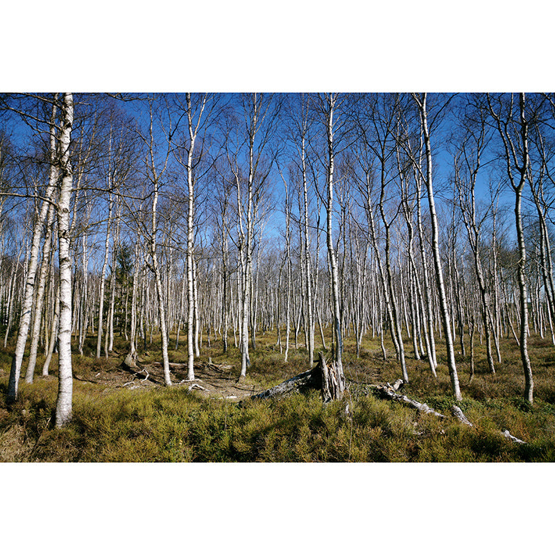 Autumn and Winter Forest Scenery Mural Wallpaper for Home Decor, Moisture Resistant