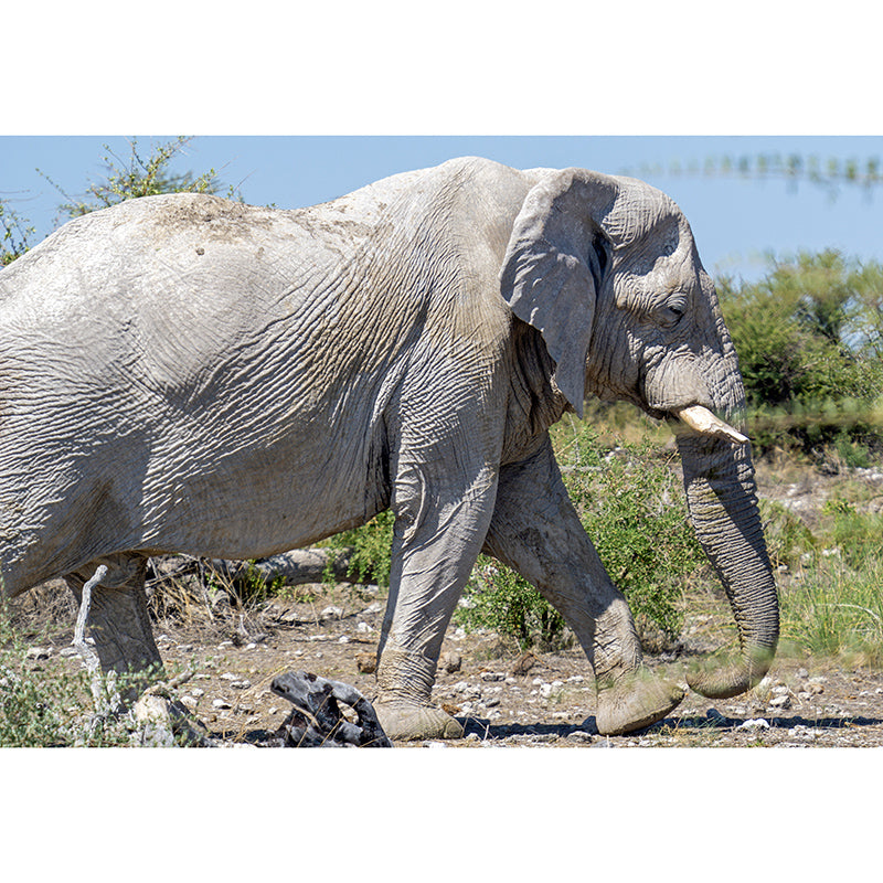 Wild Elephant Animal Mural Wallpaper for Sitting Room, Moisture Resistant