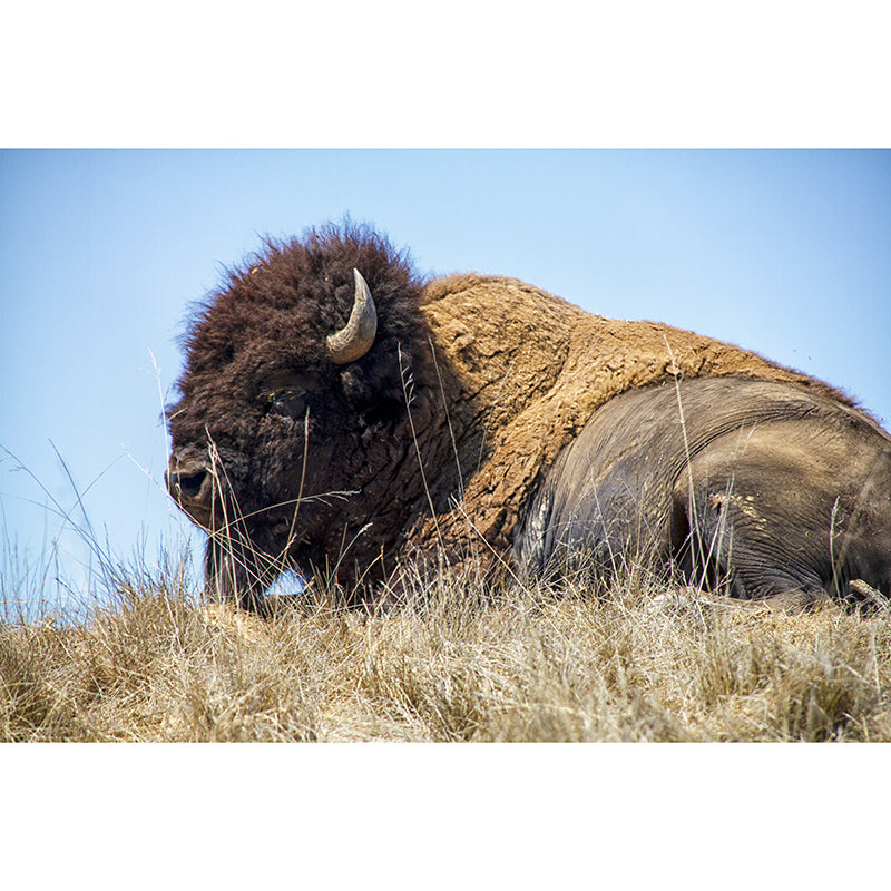 Bison Animals Mural Wallpaper for Sitting Room Decoration, Made to Measure