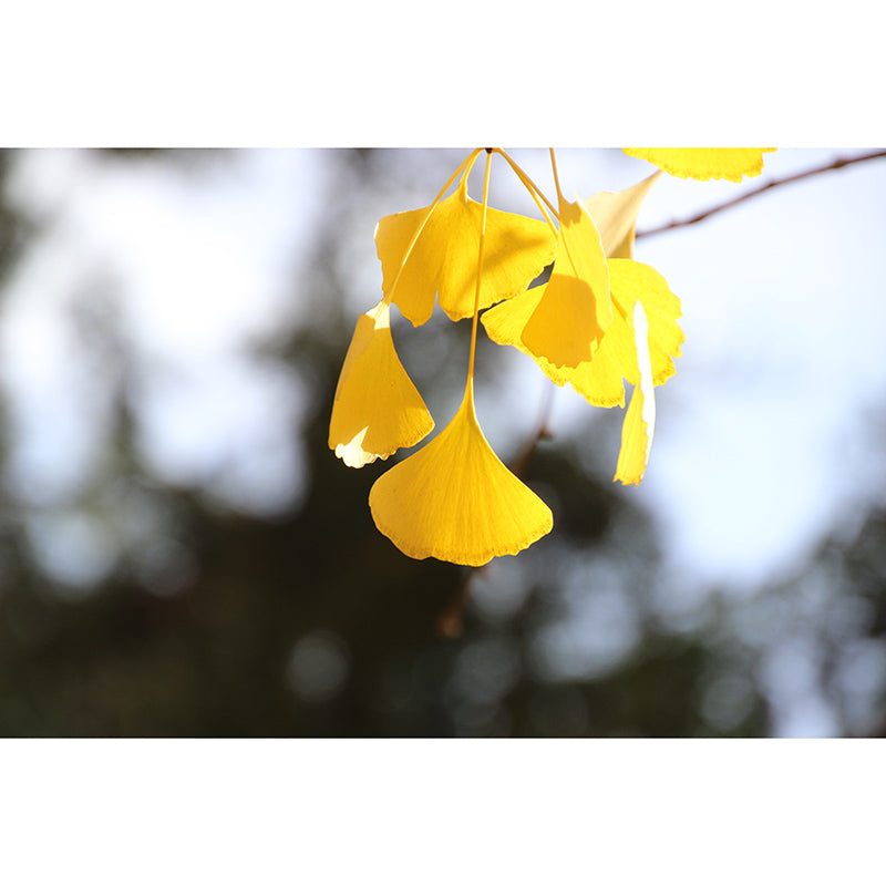 Ginkgo Biloba Plant Minimalist Wall Covering for Living Room, Customized Size