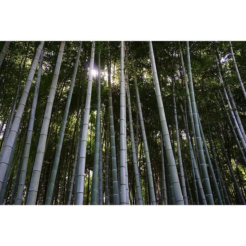 Bamboo Forest Moisture Resistant Mural for Sitting Room, Customized Size Available
