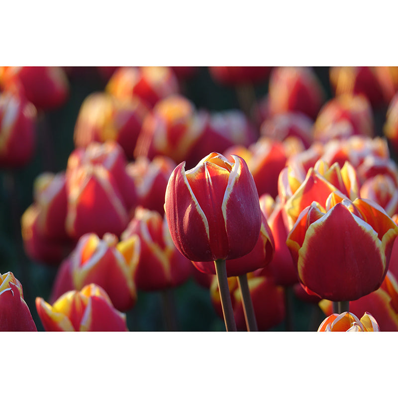 Contemporary Tulip Home Mural Mildew Resistant Wall Decor for Sleeping Room