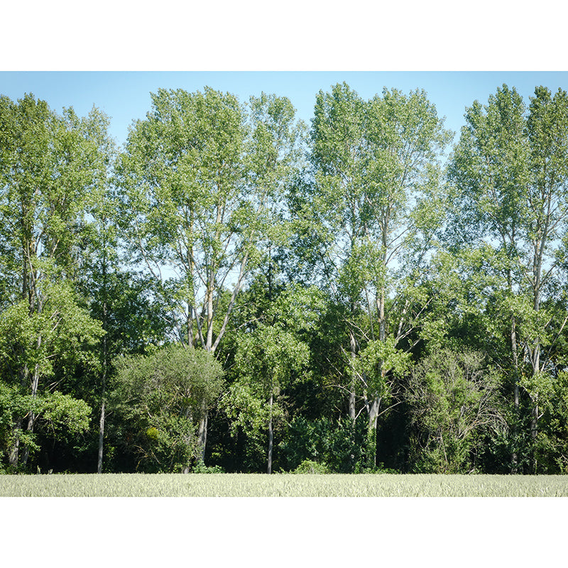 Green Forest View Wall Mural for Living Room Wall Decor, Made to Measure