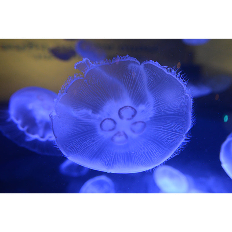 Sea Creatures Wall Mural Personalized Minimalist Wall Covering for Living Room