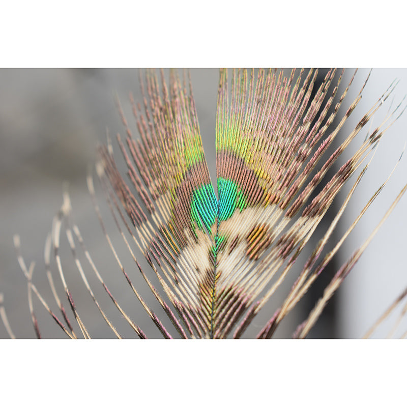 Tropical Peacock Feather Wall Covering Murals Sitting Room Wall Decor, Waterproofing