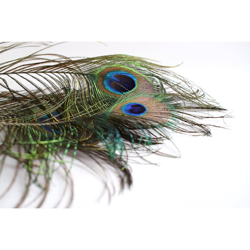 Tropical Peacock Feather Wall Mural Wallpaper Modern Water Resistant Wall Art for House Interior