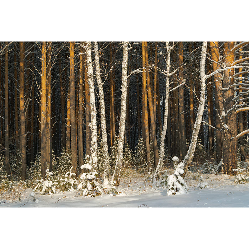 Winter Forest Landscape Mural Wallpaper for Home Decoration, Moisture Resistant
