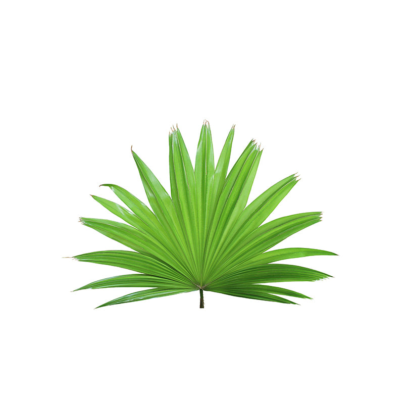 Tropical Leaf Plant Mural Modern Stain Resistant Wall Art for Sleeping Room