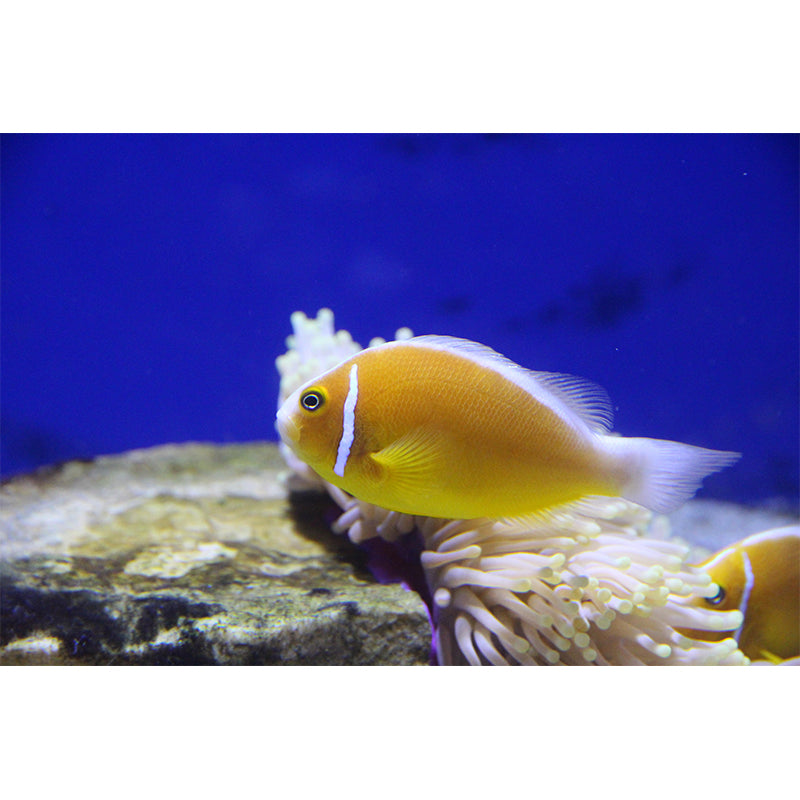 Underwater World Mural Contemporary Photography Wall Covering for Home Decor