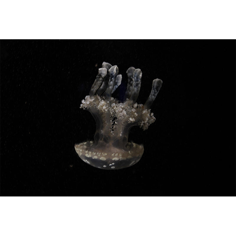 Photography Underwater World Wall Mural Contemporary Decorative Wall Murals for Bedrooms