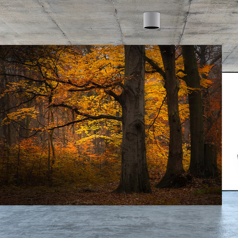 Forest Wall Mural Contemporary Photography Wall Covering for Decoration