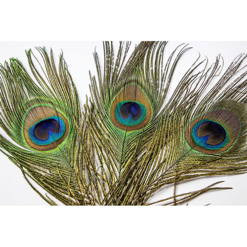 Peacock Feather Wall Mural Home Decor Mildew Resistant for Sitting Room