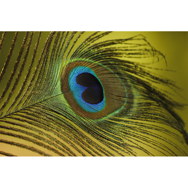 Peacock Feather Wall Mural Wallpaper Stain Resistant Wall Decor for Sleeping Room