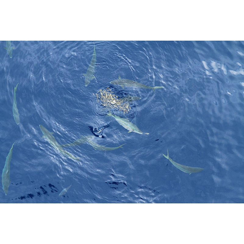 Rich Marine Life Wall Mural Home Decorations for Kitchen Sitting Room, Stain Resistant