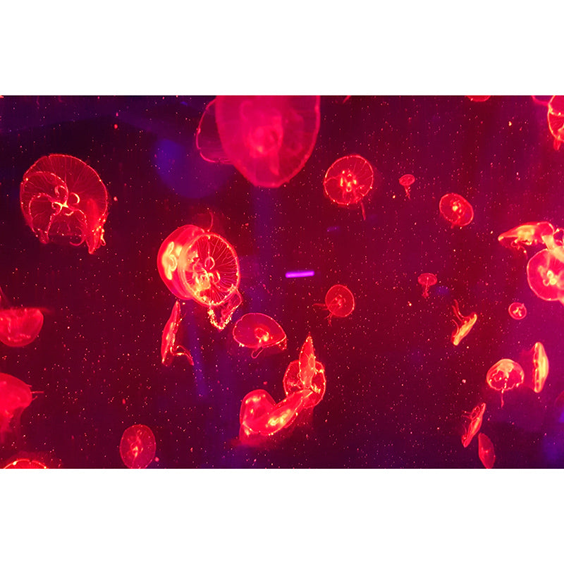 Underwater Creatures Wall Mural for Living Room Moisture Resistant, Customized Size