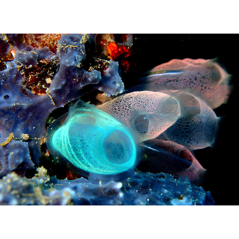 Tropical Underwater Creatures Mural for Living Room Moisture Resistant, Customized Size