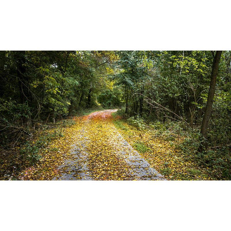 Forest Wall Murals Contemporary Environment Friendly Wall Art for Bedroom