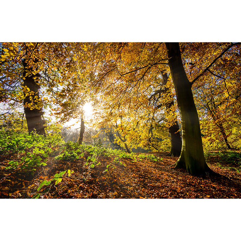 Forest View Mural Wallpaper Mildew Resistant Wall Covering for House Interior