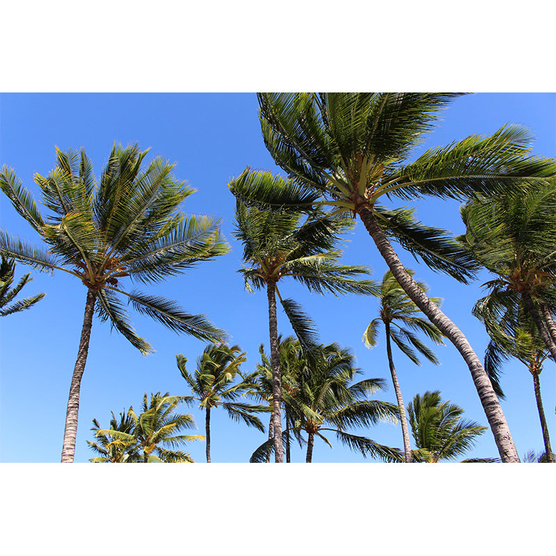 Photography Palm Tree Mural Environment Friendly Wallpaper for Home Decor