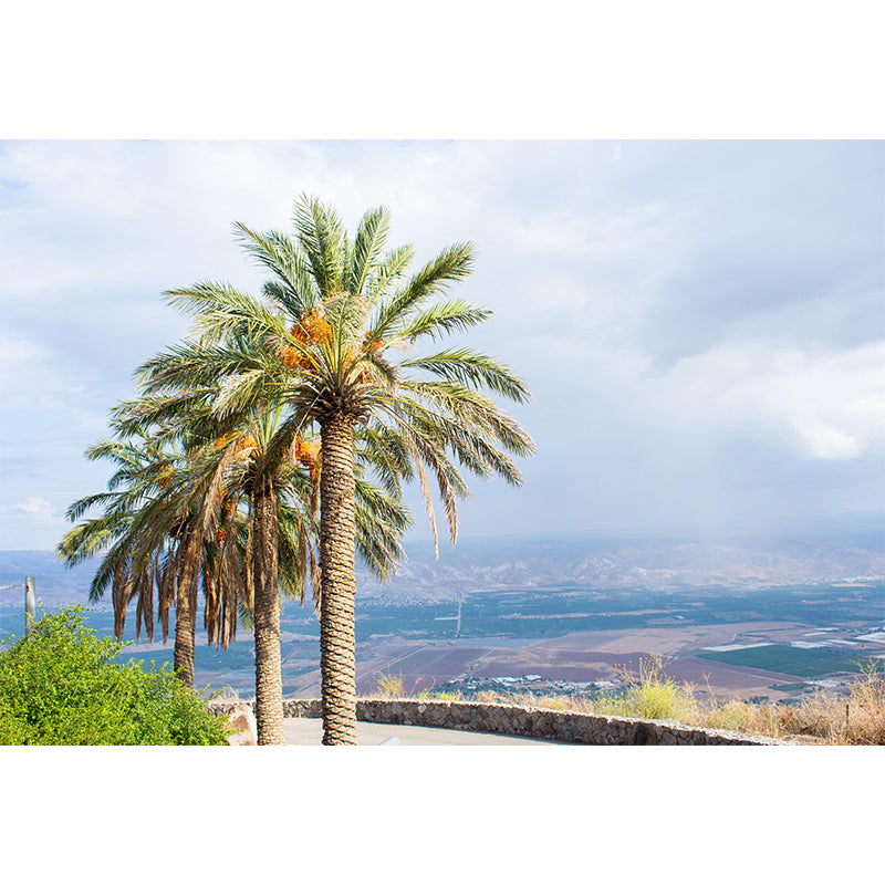 Horizontal Photography Palm Tree Mural Mildew Resistant Wallpaper for Wall Decor