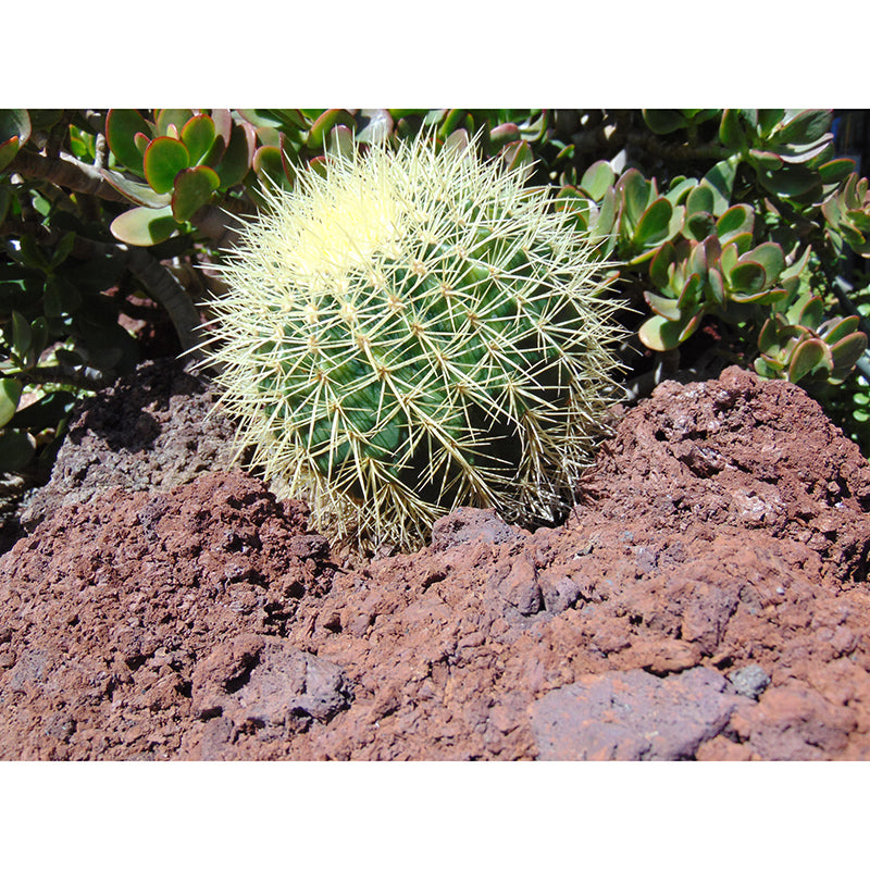 Tropical Cactus Mural Wall Covering Decorative Mildew Resistant for Living Room