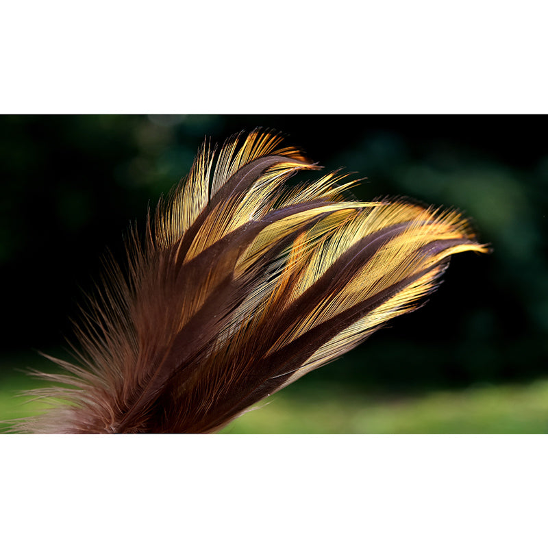 Feather Mural Wallpaper Moisture Resistant Wall Art for Girl's Bedroom