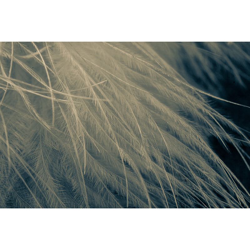 Feather Mural Wallpaper for Wall Decor Contemporary Girls Room Wall Art