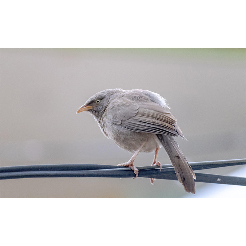 Lovely Bird Wall Mural Wallpaper Mildew Resistant Wall Covering for Decoration