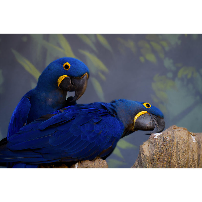 Lovely Parrot Wall Mural Wallpaper Mildew Resistant Wall Covering for Decoration