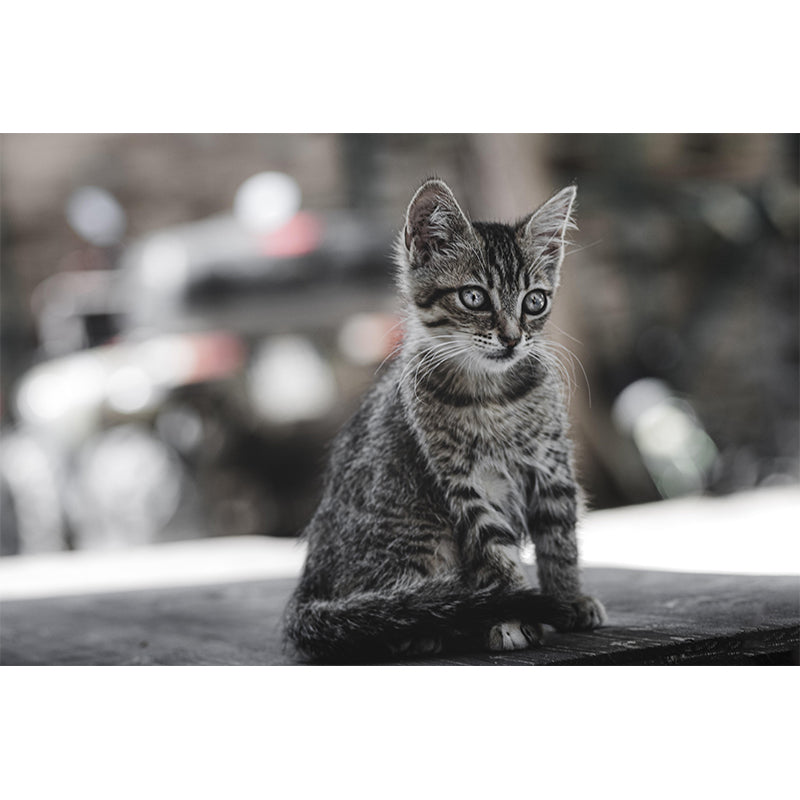 Lovely Cat Wall Mural Wallpaper Mildew Resistant Wall Covering for Decoration