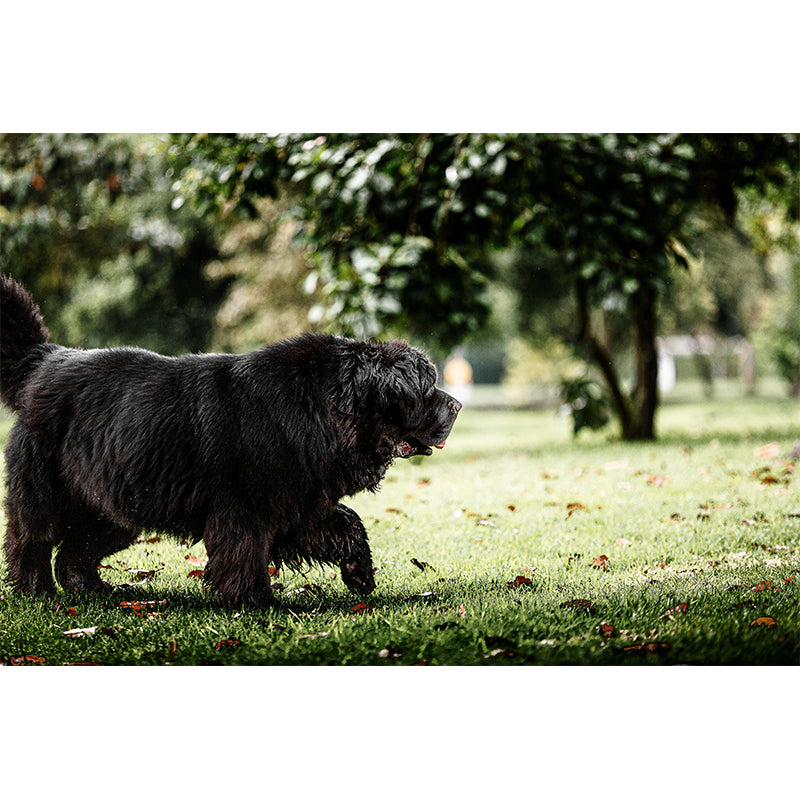 Lovely Dog Wall Mural Wallpaper Mildew Resistant Wall Covering for Decoration