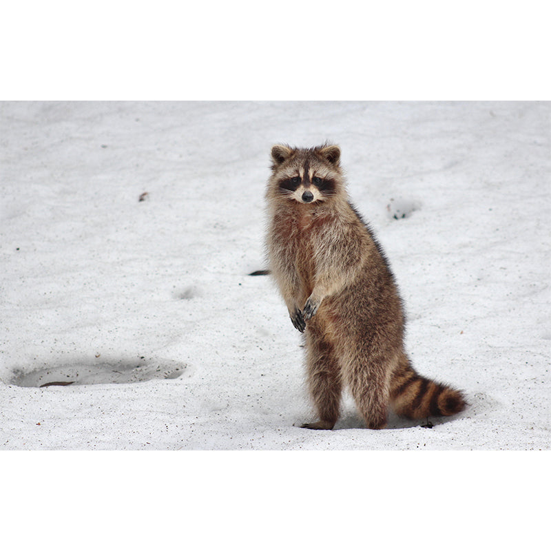 Lovely Raccoon Wall Mural Wallpaper Mildew Resistant Wall Covering for Decoration