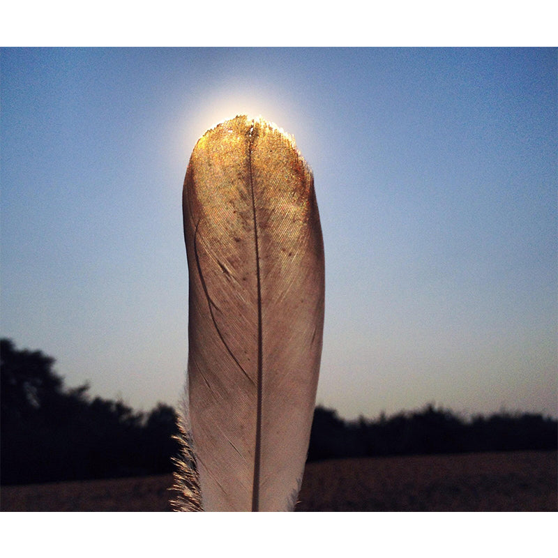 Soft Bird Feather Wall Mural Wallpaper Mildew Resistant Wall Covering for Decoration