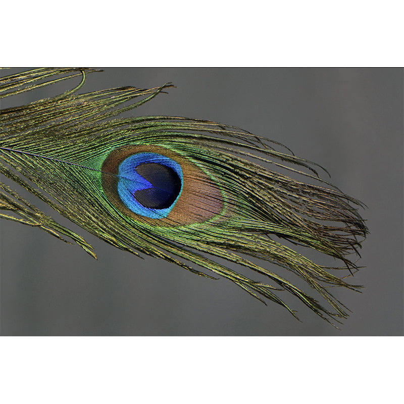 Peacock Feather Mural Wallpaper Mildew Resistant Wall Covering for Decoration