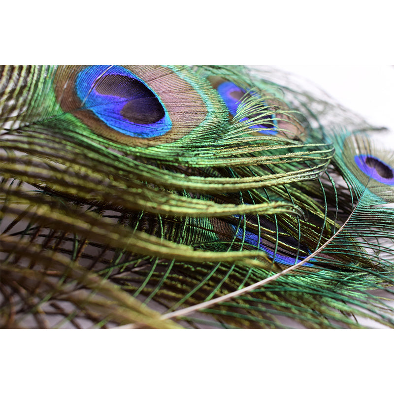 Peacock Feather Wall Mural Wallpaper Mildew Resistant Wall Covering for Decoration