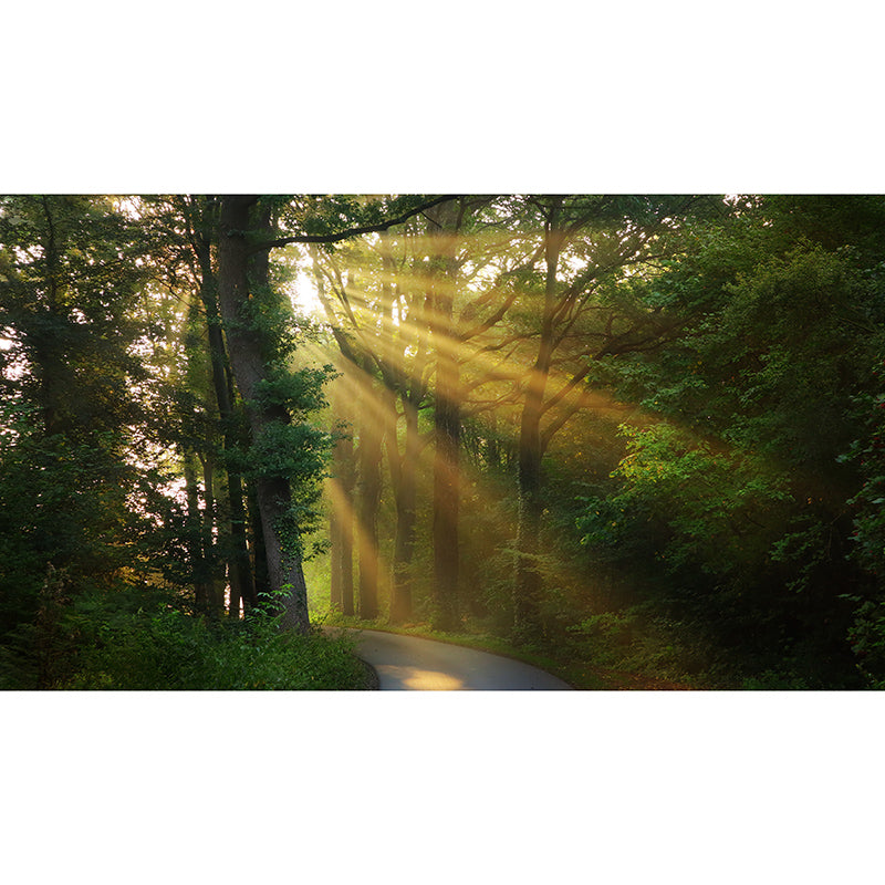 Dense Forest Trees Moisture Resistant Contemporary Bedroom Wall Covering