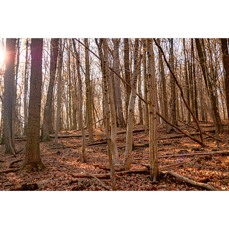 Customized Forest Mural Wall Covering Decorative Mildew Resistant for Reading Room